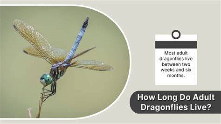 Do dragonflies die in the cold?