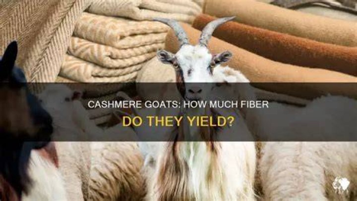 How much is cashmere fiber worth?