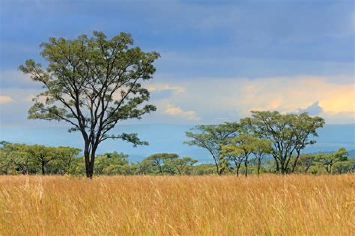 What do humans do in the savanna?