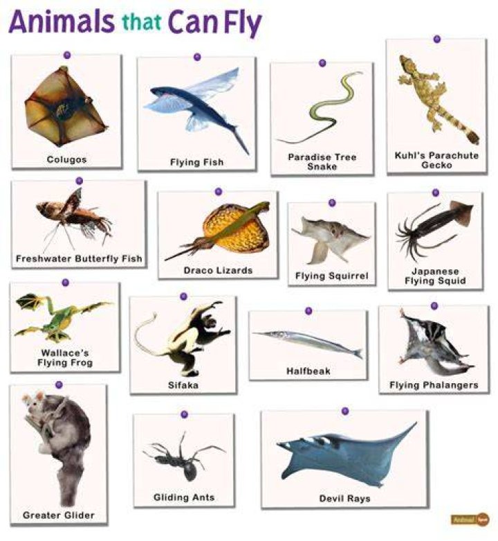 What has 4 legs but Cannot fly?