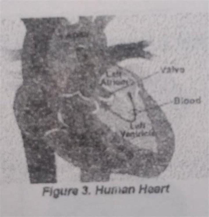 What will happen to the heart of any parts are injured?